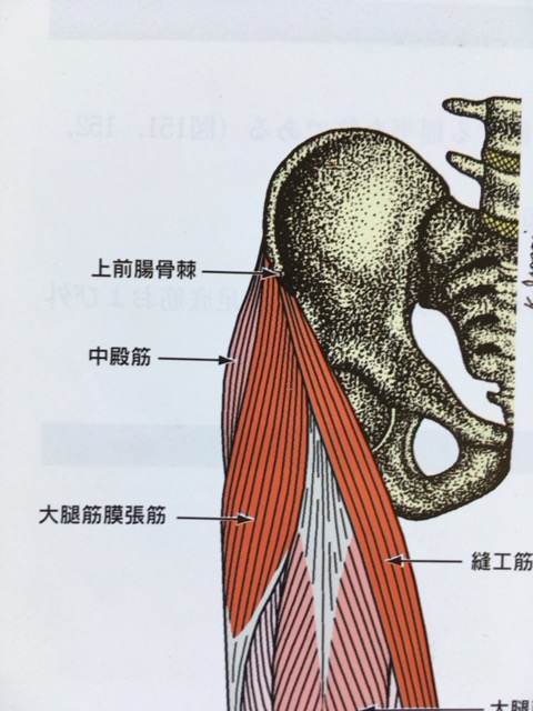 大腿筋膜張筋が固い原因は 松本深圧院 ル サロン銀座