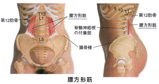 方形 筋 腰