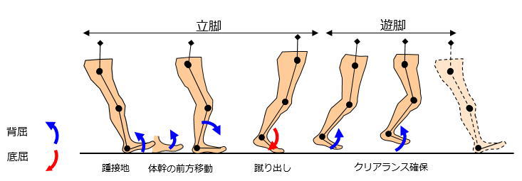 股関節とふくらはぎの関係 松本深圧院 ル サロン銀座