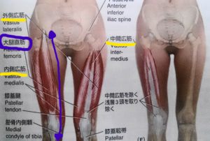 鼠径部は悩みの種 大腿直筋 松本深圧院 ル サロン銀座