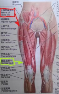 鼠径部は悩みの種 大腿筋膜張筋 松本深圧院 ル サロン銀座