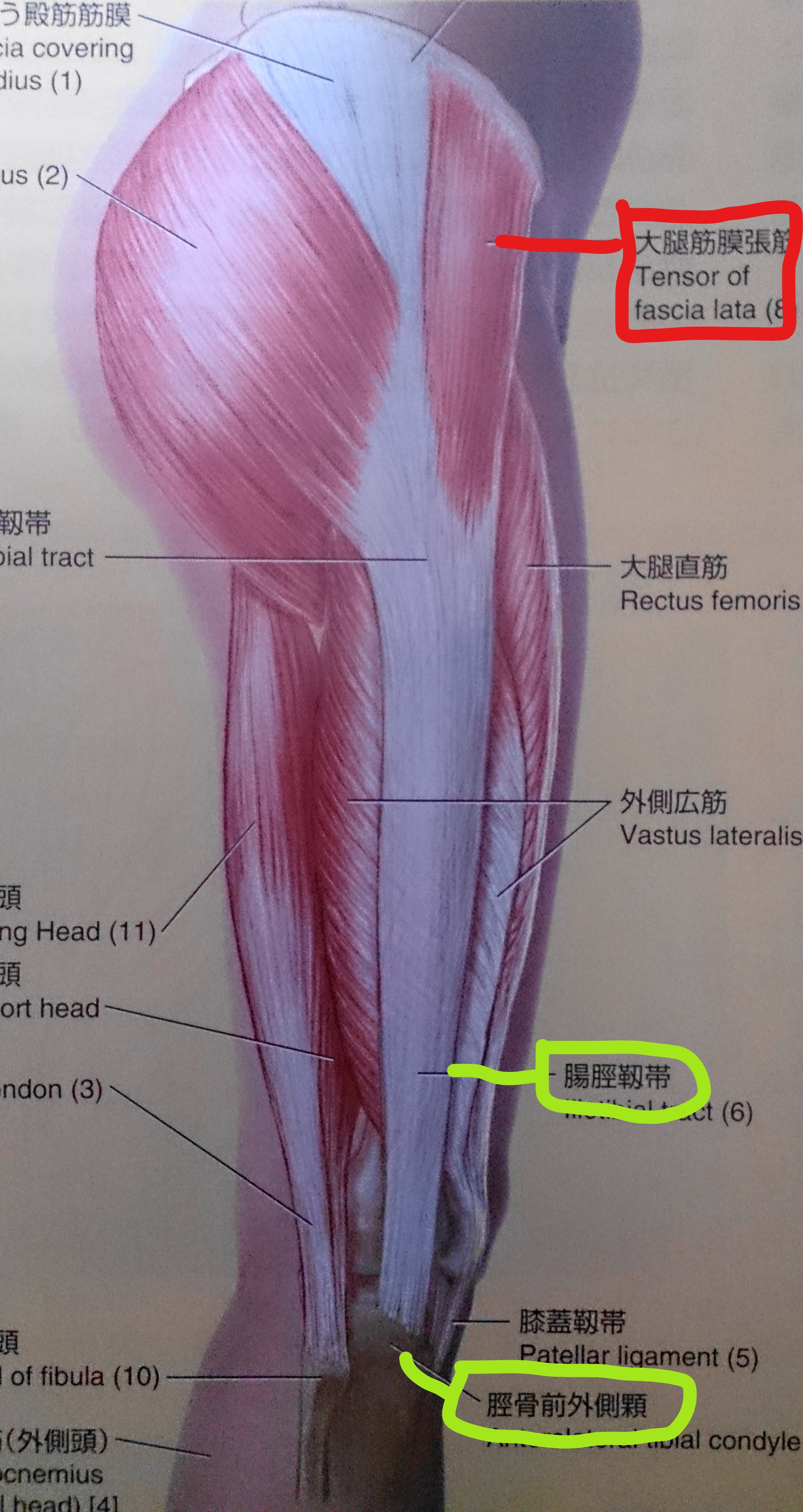 大腿 筋 膜 張 筋