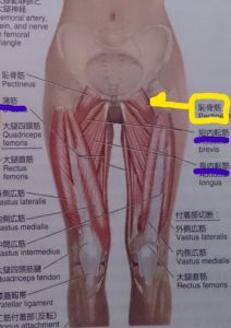 鼠径部は悩みの種 恥骨筋 松本深圧院 ル サロン銀座