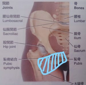 鼠径部は悩みの種 恥骨筋 松本深圧院 ル サロン銀座
