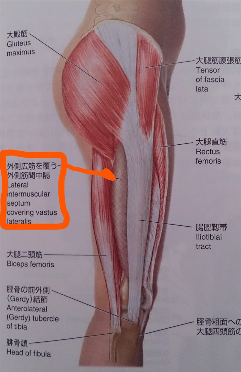 外の壁⁉ ＜再登場：大腿筋膜張筋からの腸脛靭帯＞ ②